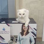 Özgülün