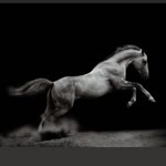 Turgut