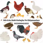 Miras