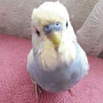 Umut