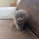 Burak