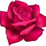 Aynur