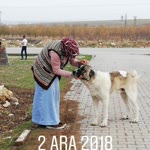 Havva