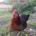 Cansu