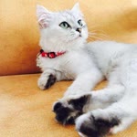 Bahar