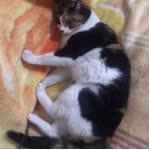 Handan