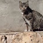 Süleyman
