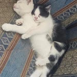 Hatice
