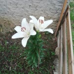 Selami