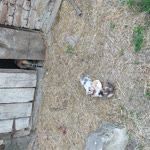 Erhan