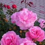 Dilek