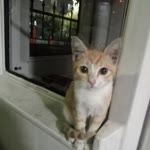 Furkan