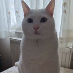 Derya