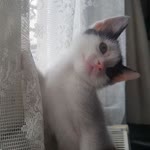 Burcu