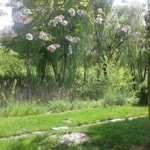 Suna