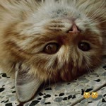 Evin