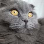 Burcu