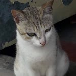 Abdhul