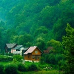 Ayşenur