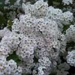 Neslihan