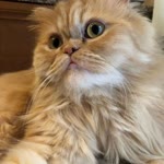 Sevda