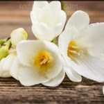 Arzu