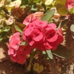 Mihriban