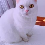 Türkan