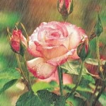 Meryem