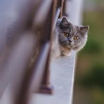Zeynep