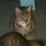 Cihan