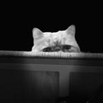 Tolga