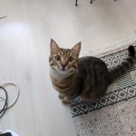 Burak