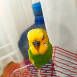Furkan