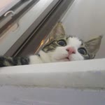 Zeynep