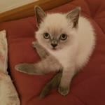 Tolga