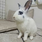 Mihriban