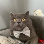 Kübra