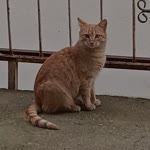Zeynep