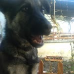 Zeynep