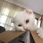 Nur