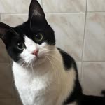 Melisa