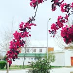 Mualla