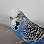 Mihriban