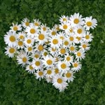 Rabia