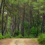 Oğulcan