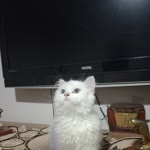 Sakız