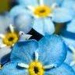 Seher