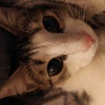 Zekiye