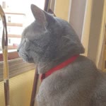 Hatice